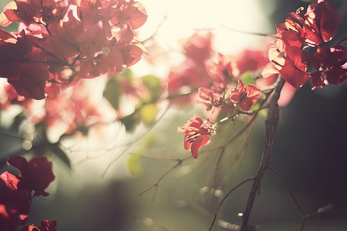 花开静绵，一壁芬芳_WWW.TQQA.COM