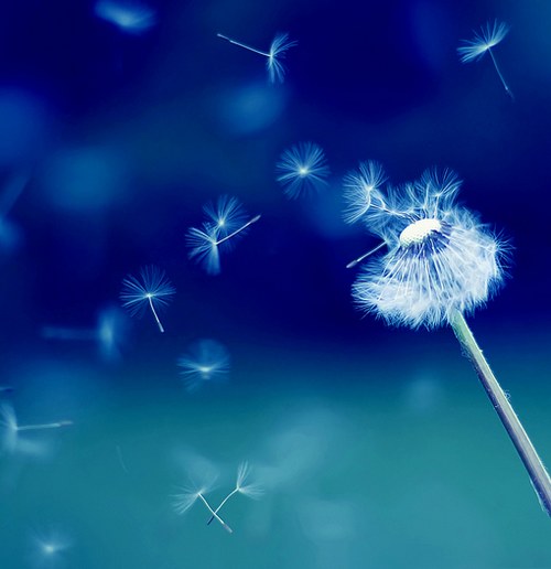 一组超唯美梦幻的蒲公英美图_WWW.TQQA.COM