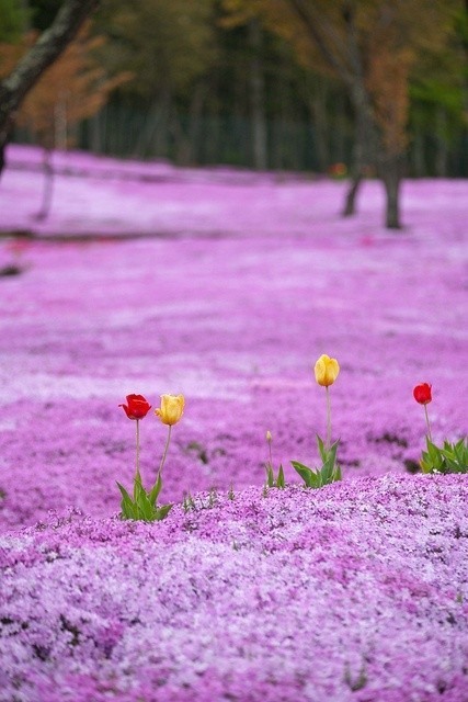 花开成海 唯美花海图片_WWW.TQQA.COM