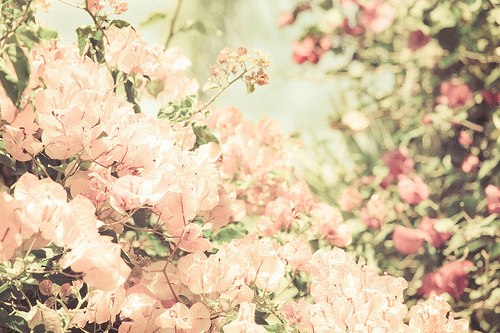 花、海 -小清新_WWW.TQQA.COM