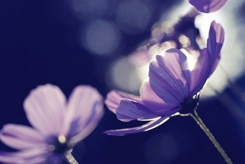 花一开满就相爱吧 -小清新_WWW.TQQA.COM