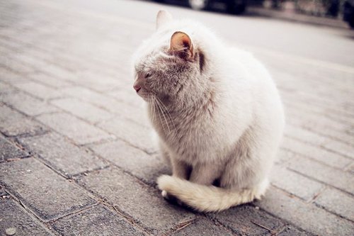 嘿嘿，你喜欢小猫咪吗_WWW.TQQA.COM