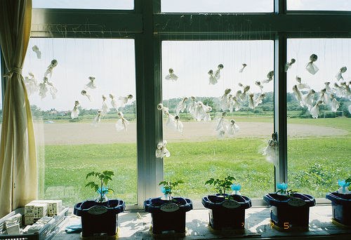 很多时候我更愿意去养一棵植物_WWW.TQQA.COM