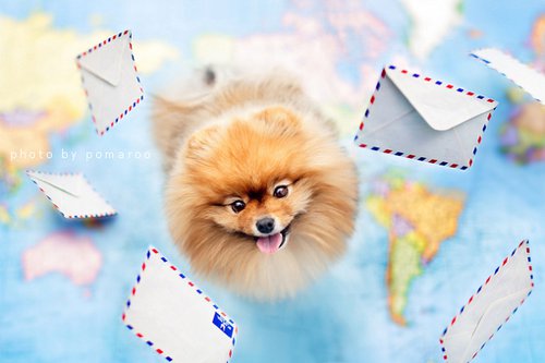 10张非常小清新的Pomeranian博美犬美图_WWW.TQQA.COM