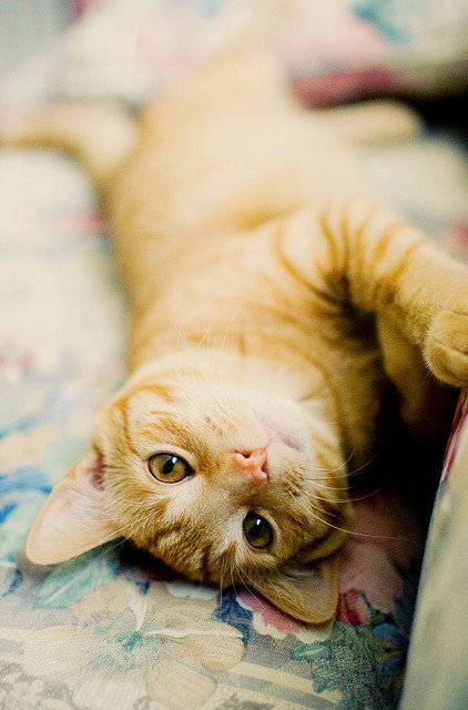 嘿嘿，你喜欢小猫咪吗_WWW.TQQA.COM