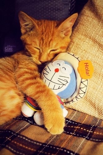 cute kitty_WWW.TQQA.COM