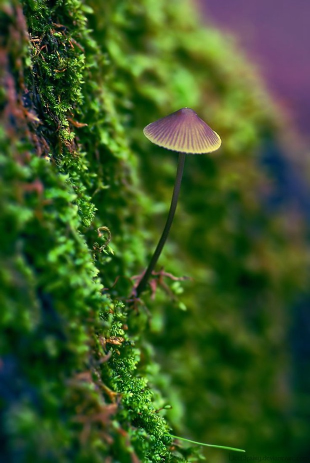 大自然的馈赠_优美的野生蘑菇美图_WWW.TQQA.COM