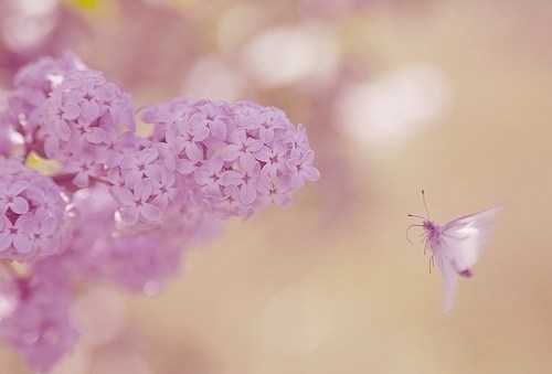 花开静绵，一壁芬芳_WWW.TQQA.COM