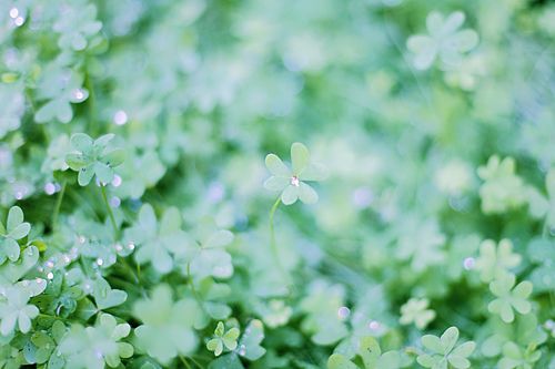 一组优美的三叶草LOMO图片_WWW.TQQA.COM
