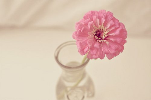 如花期一期一会，活在当下_WWW.TQQA.COM