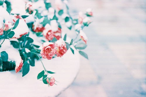 很多时候我更愿意去养一棵植物_WWW.TQQA.COM