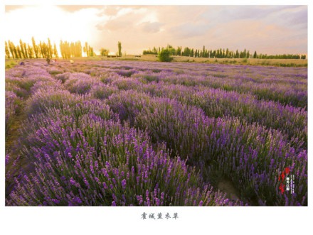 一起去六月的伊犁霍城看薰衣草花海吧_WWW.TQQA.COM