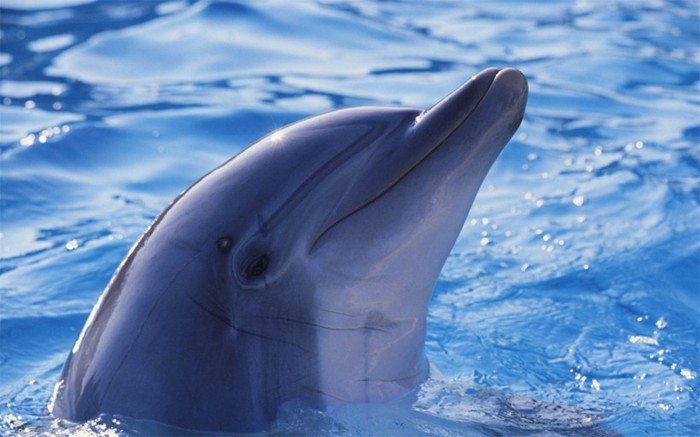水中精灵海豚的高清唯美图片_WWW.TQQA.COM
