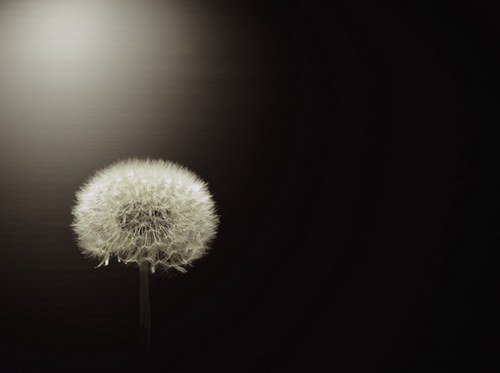 活的像蒲公英一样的洒脱_WWW.TQQA.COM