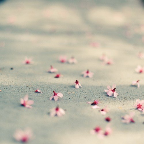 如花期一期一会，活在当下_WWW.TQQA.COM