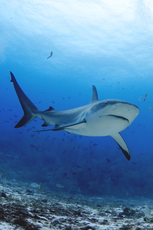 关于水中的鱼的唯美文艺美图_WWW.TQQA.COM