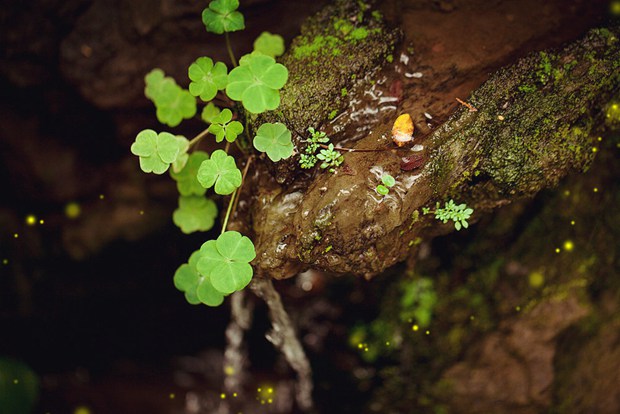 代表幸运的三叶草、四叶草唯美美图图片_WWW.TQQA.COM