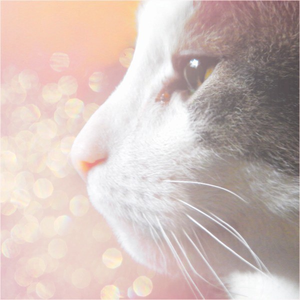 像这么萌的猫咪我也想养一只_小清新猫咪图片_WWW.TQQA.COM