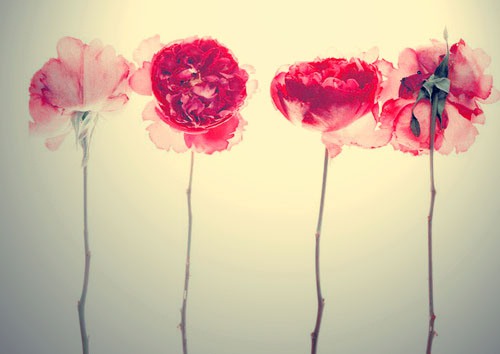 花  美图_WWW.TQQA.COM