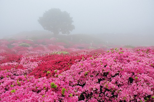 彼岸花开成海 唯美花海美图_WWW.TQQA.COM
