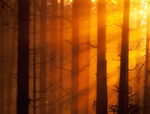 迷雾森林  唯美森林小清新图片_WWW.TQQA.COM