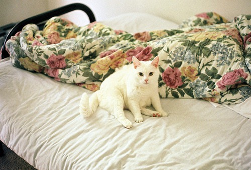 宛如天使般存在的猫咪_猫咪美图_WWW.TQQA.COM