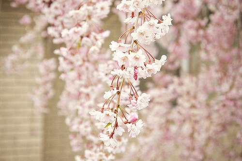 只愿落花时节能逢君 -小清新_WWW.TQQA.COM