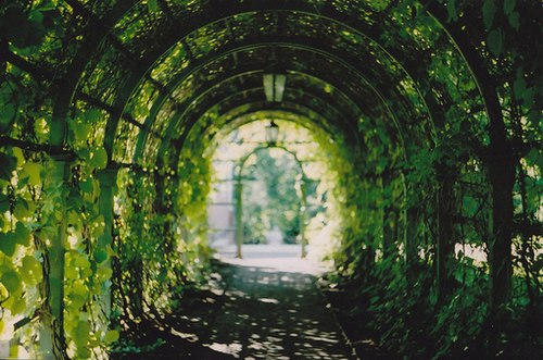 很多时候我更愿意去养一棵植物_WWW.TQQA.COM