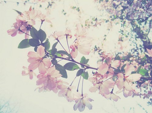 小时候，我总是幻想花里面有精灵_WWW.TQQA.COM