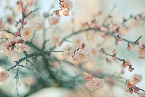 只愿落花时节能逢君 -小清新_WWW.TQQA.COM