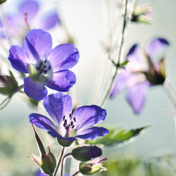 好看的紫色花朵意境小清新美图_WWW.TQQA.COM