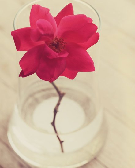 你未看此花时，此花与汝心同归于寂_WWW.TQQA.COM