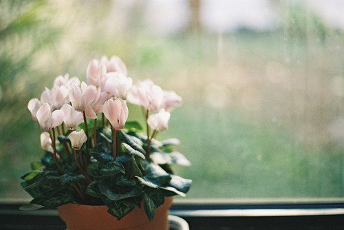 好看的日系小清新图片搭配唯美伤感的文字_WWW.TQQA.COM