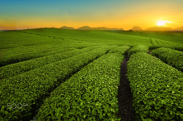 唯美高清的茶叶与茶园的美图图片_WWW.TQQA.COM