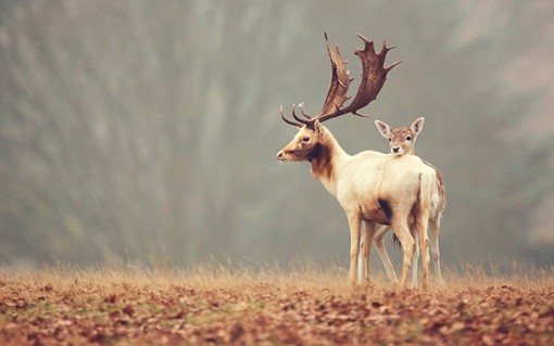 画面最唯美最好看的关于鹿的图片，暖心又治愈_WWW.TQQA.COM