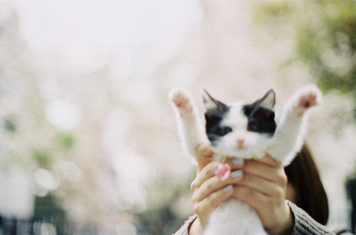 日系风格的猫咪酱写真图片，抱养抱养思密达_WWW.TQQA.COM