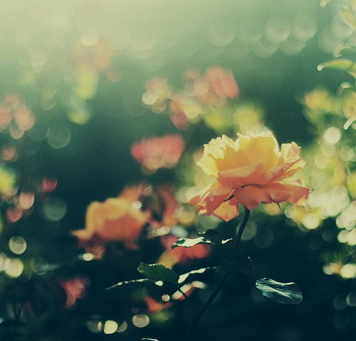 我要的就是春暖花开_唯美图片_WWW.TQQA.COM