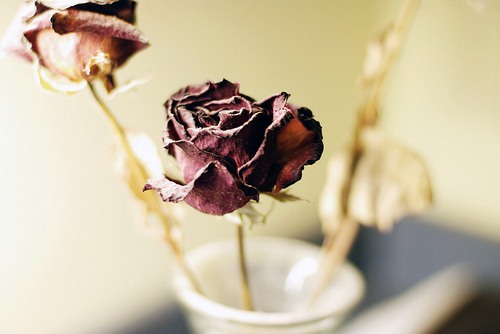 我想让花开满你心中每个角落 小清新风格花朵美_WWW.TQQA.COM