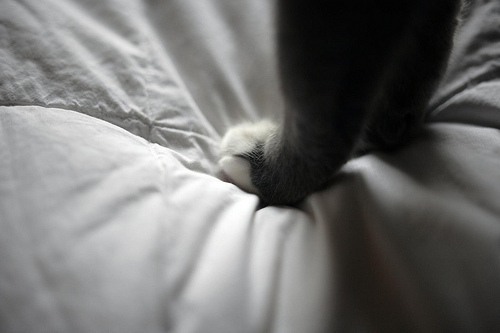 爱猫的同志都是好同志 意境猫咪美图_WWW.TQQA.COM