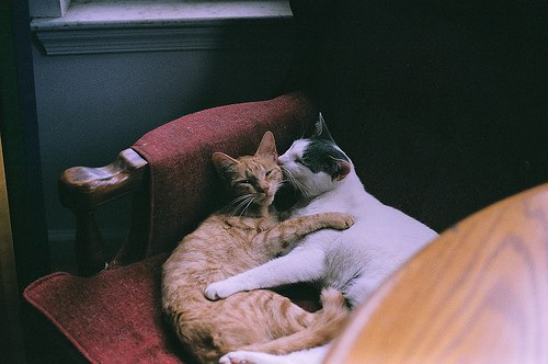 你会与我一样的喜欢猫吗_WWW.TQQA.COM