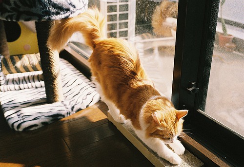宛如天使般存在的猫咪_猫咪美图_WWW.TQQA.COM