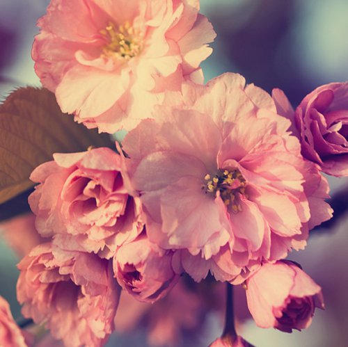 你可以装傻，但不可以不放下 -小清新图片_WWW.TQQA.COM