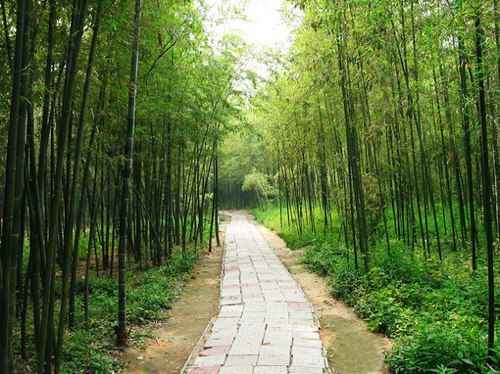 一组好看的竹林竹子小清新图片，意境之美_WWW.TQQA.COM