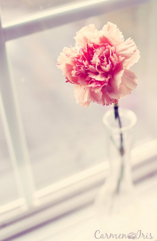 如花期一期一会，活在当下_WWW.TQQA.COM