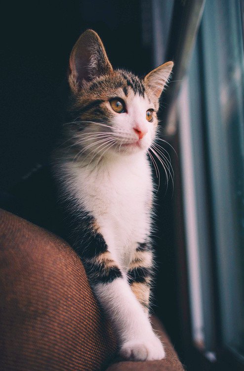 嘿嘿，你喜欢小猫咪吗_WWW.TQQA.COM