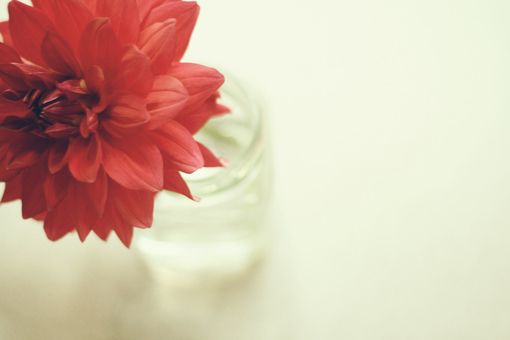 一路上或鲜花盛开，或落英缤纷_WWW.TQQA.COM