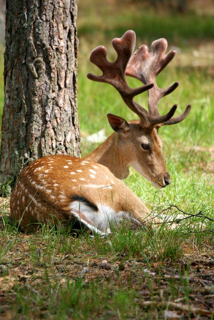 生活在丛林中的鹿_动物唯美图片_WWW.TQQA.COM