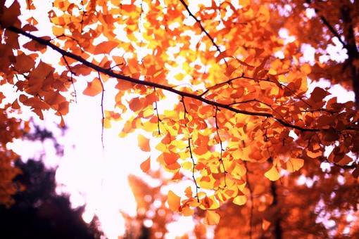 关于秋天与落叶的季节唯美风光小清新图片_WWW.TQQA.COM