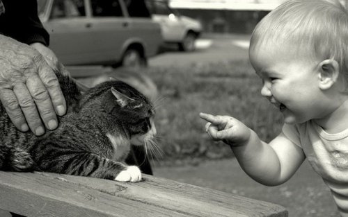 美图：爱猫的人都有一个细腻的灵魂_WWW.TQQA.COM