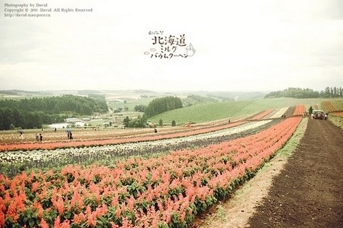 听说，北海道有一片美丽的花海_WWW.TQQA.COM